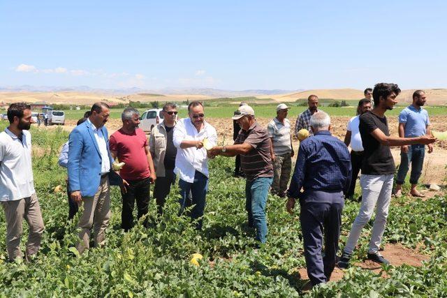 Tarlaya giren Milletvekili Ağar, hasata katıldı