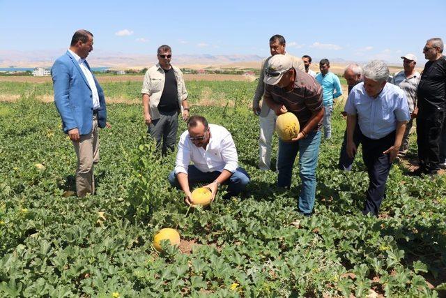 Tarlaya giren Milletvekili Ağar, hasata katıldı