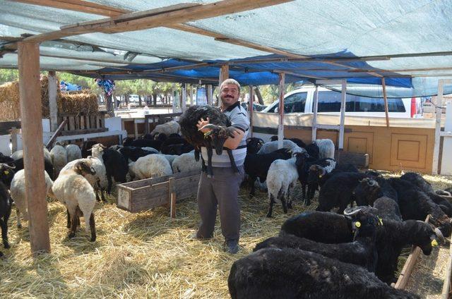 Mudanya’da kurbanlıklar satışa sunuldu