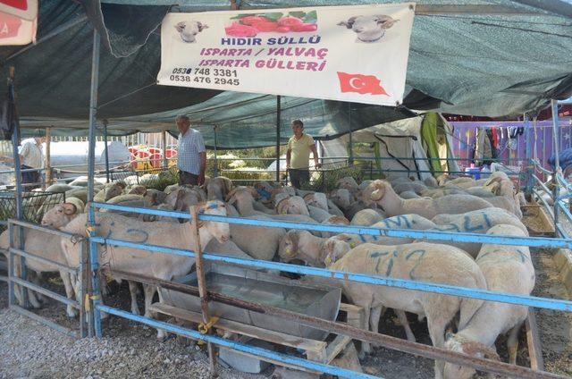 Mudanya’da kurbanlıklar satışa sunuldu