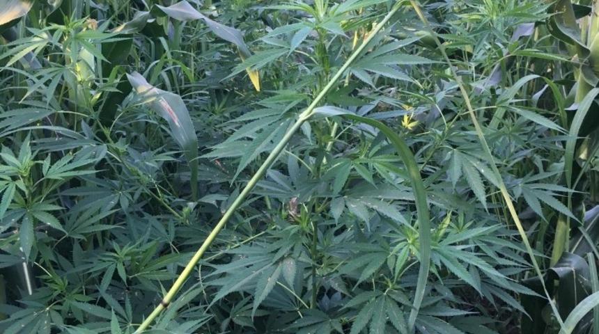 Jandarmadan esrar operasyonu