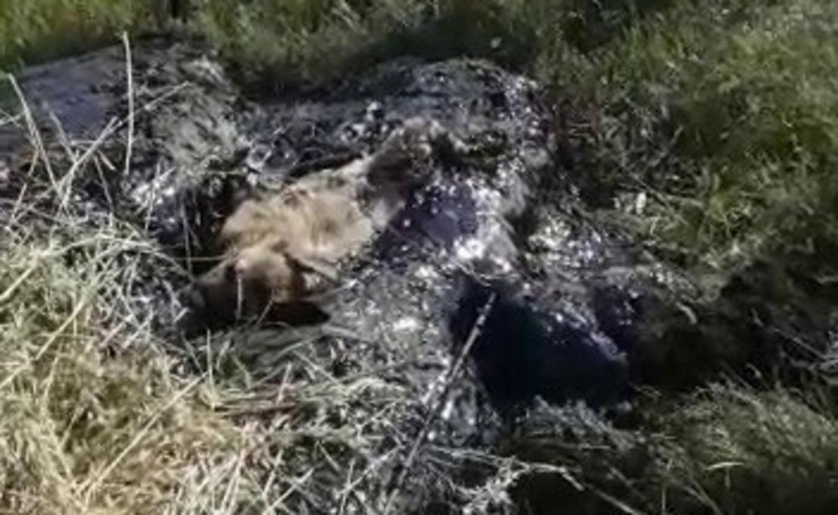 Ardahan'da y&uuml;rek yakan g&ouml;r&uuml;nt&uuml;! Zifte yapışarak mahsur kalan yavru k&ouml;pekler b&ouml;yle kurtarıldı