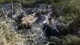 Ardahan'da yürek yakan görüntü! Zifte yapışarak mahsur kalan yavru köpekler böyle kurtarıldı