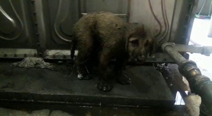 Ardahan'da yürek yakan görüntü! Zifte yapışarak mahsur kalan yavru köpekler böyle kurtarıldı G1