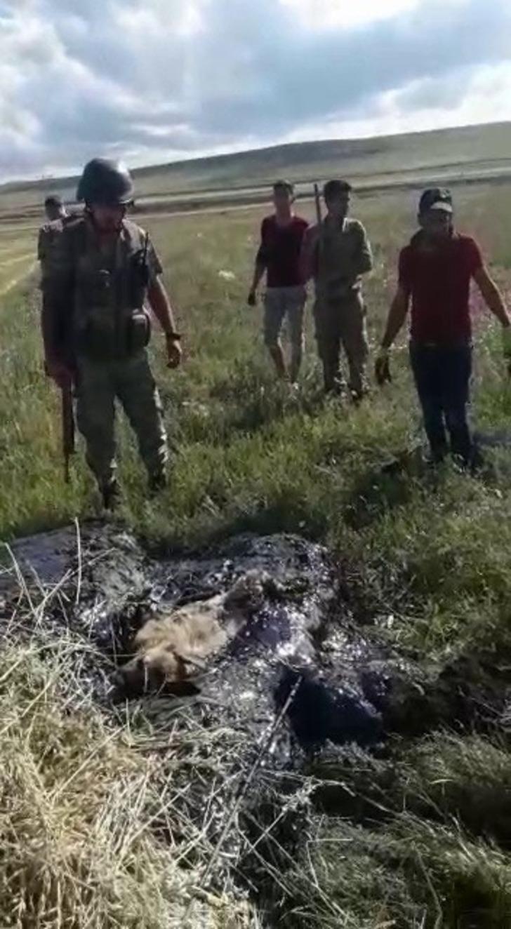 Ardahan'da yürek yakan görüntü! Zifte yapışarak mahsur kalan yavru köpekler böyle kurtarıldı G2