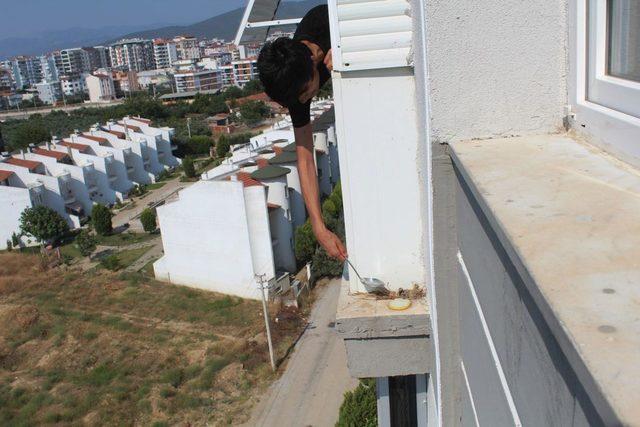 Balkon kenarındaki kumru ve yavrularını kepçeyle besliyor