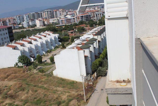 Balkon kenarındaki kumru ve yavrularını kepçeyle besliyor