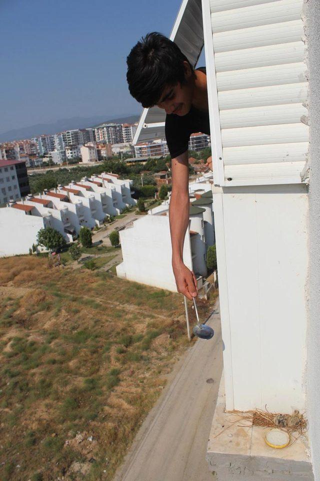 Balkon kenarındaki kumru ve yavrularını kepçeyle besliyor