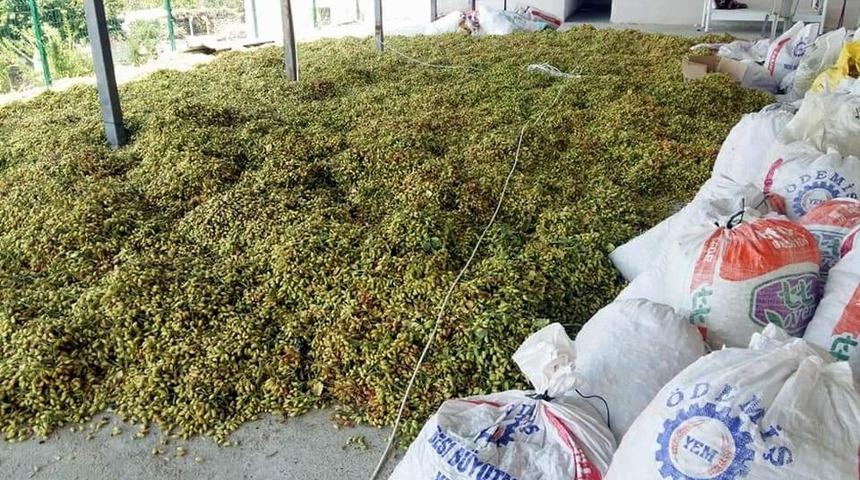 Aydın&rsquo;da Antep fıstığı hasadı başladı