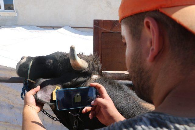 Kurbanlıklar cebe girdi, diş sayma derdi sona erdi