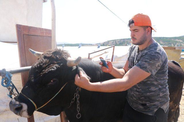 Kurbanlıklar cebe girdi, diş sayma derdi sona erdi