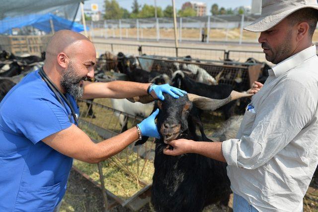 Muratpaşa Belediyesinin pazarlarına kurbanlıklar gelmeye başladı