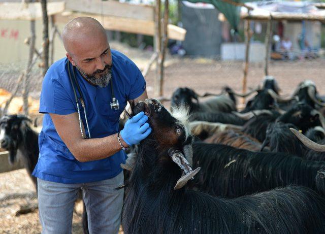 Muratpaşa Belediyesinin pazarlarına kurbanlıklar gelmeye başladı