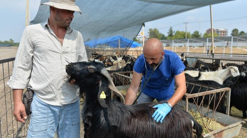 Muratpaşa Belediyesinin pazarlarına kurbanlıklar gelmeye başladı