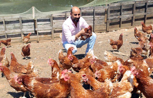 Hobi olarak başladı, tavuk çiftliği kurdu