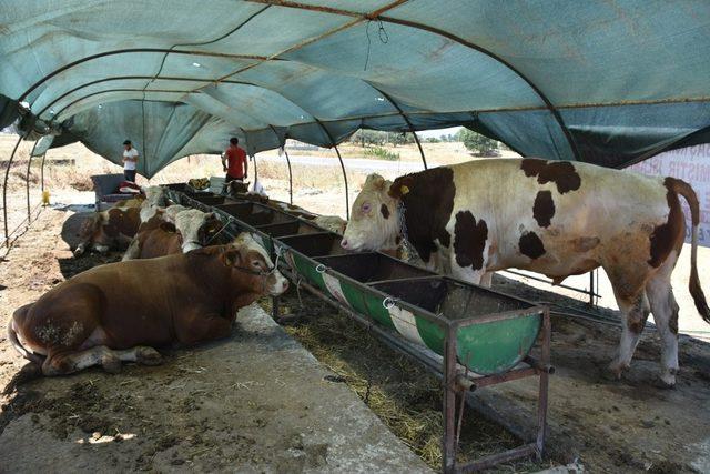 Aliağa’da kurban kesim yerleri belirlendi