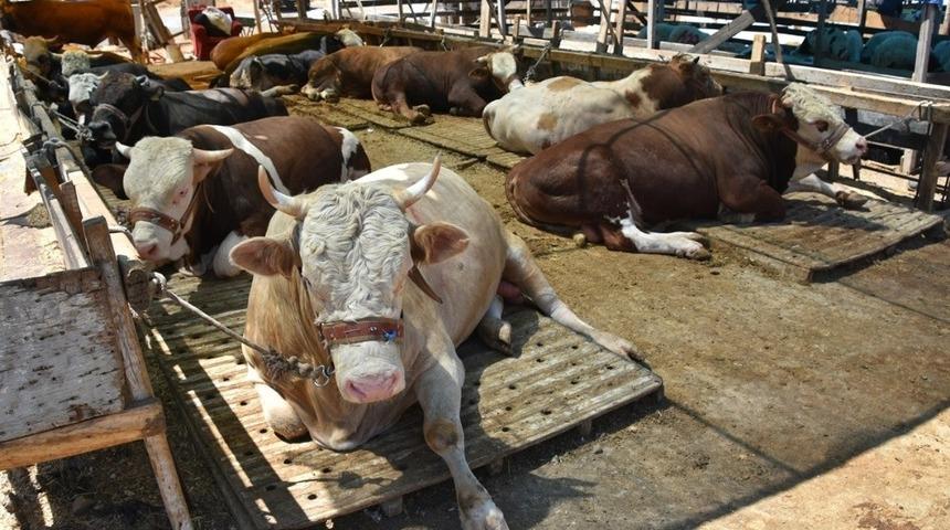 Aliağa’da kurban kesim yerleri belirlendi