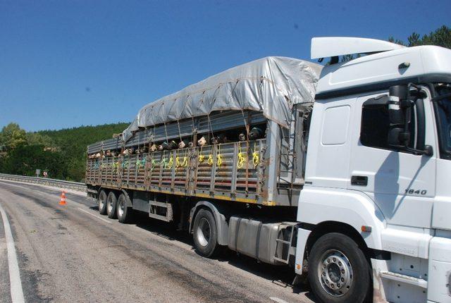 Tokat’ta kurbanlık sevkıyatları devam ediyor