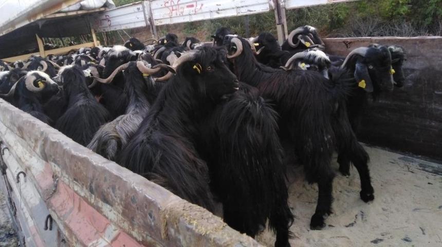 Tokat’ta kurbanlık sevkıyatları devam ediyor