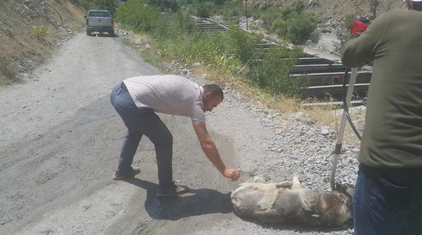 Sıcakta bayılan köpek tedavi altına alındı