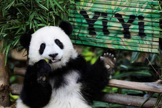 19 aylık dişi panda yavrusu Yi Yi, Malezya'nın başkenti Kuala Lumpur'daki Ulusal Hayvanat Bahçesi'nde kendisi için düzenlenen törende bambu yerken.