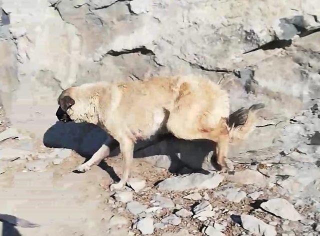 Kayalıklarda sıkışan köpek kurtarıldı