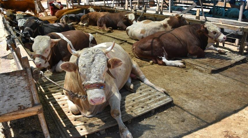 Kurbanlık alacaklar bu uyarılara dikkat