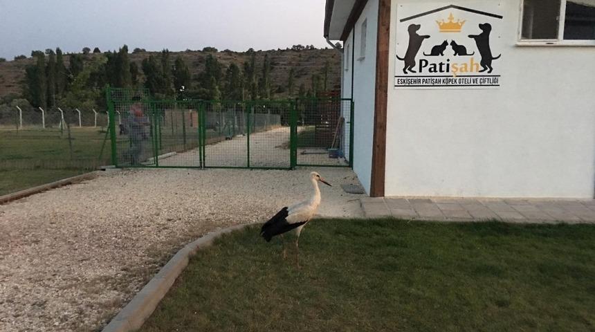 Yavru leyleğe k&ouml;pek barınağı sahip &ccedil;ıktı