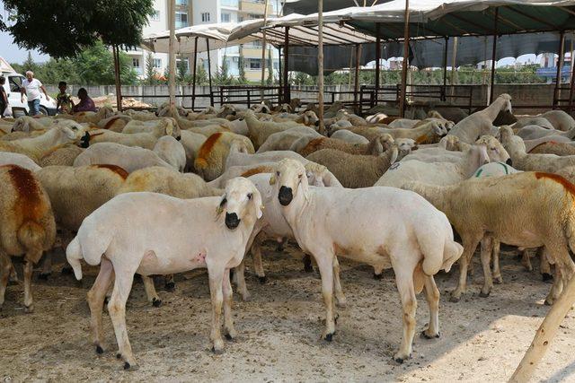 Yüreğir’de kurban kesim ve satış yerleri belirlendi