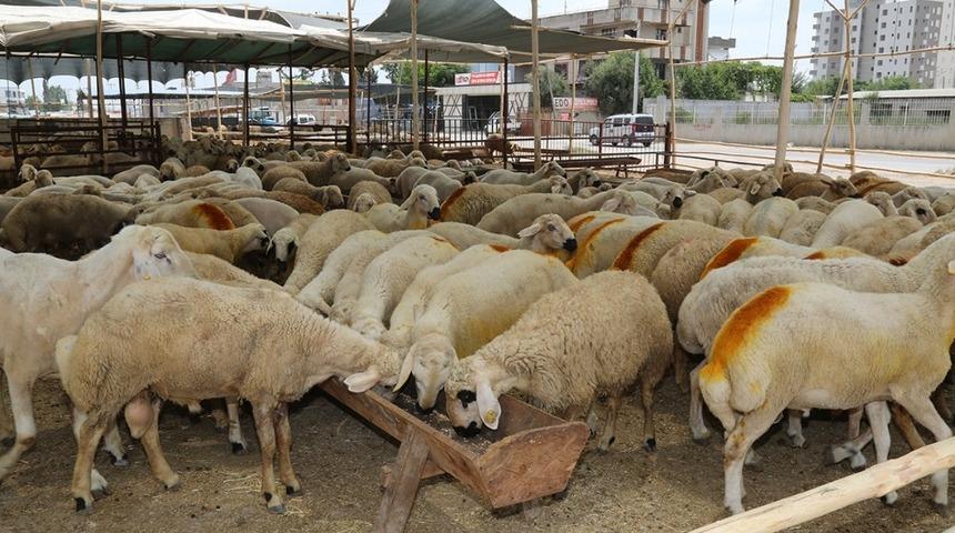Y&uuml;reğir&rsquo;de kurban kesim ve satış yerleri belirlendi