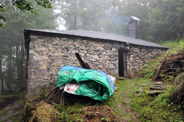  Robinson Nine nin ayılarla başı dertte 1