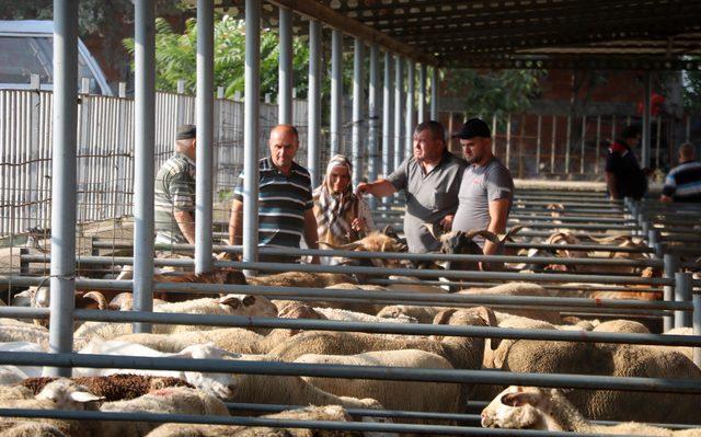 Edirne'de, kurban pazarında yoğunluk