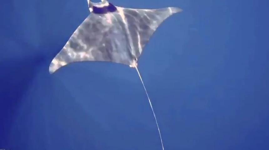 G&ouml;k&ccedil;eada'da manta vatozu g&ouml;r&uuml;nt&uuml;lendi