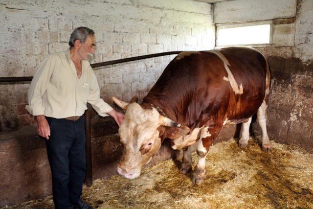 1,5 tonluk boğa 'Kocaman', 30 bin TL'den satılacak