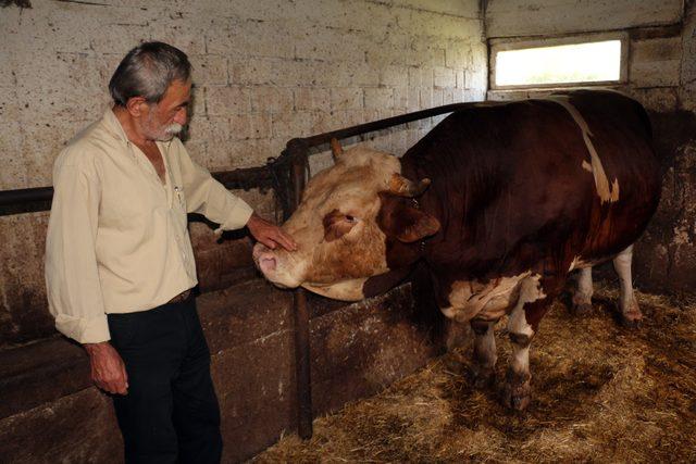 1,5 tonluk boğa 'Kocaman', 30 bin TL'den satılacak