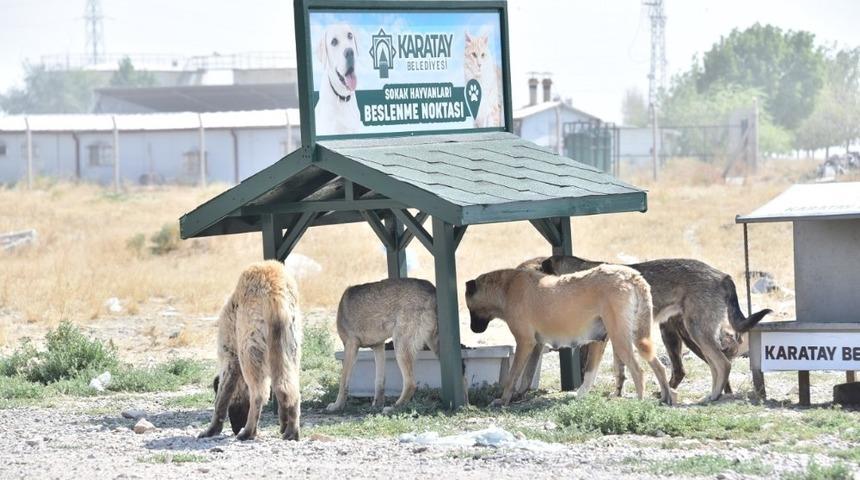 Sokak hayvanları i&ccedil;in yeni beslenme istasyonları kuruluyor
