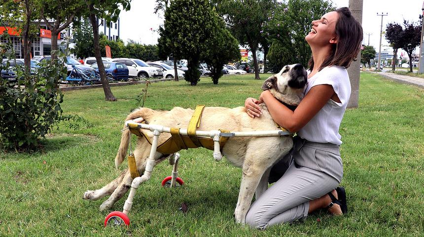 Y&uuml;r&uuml;yemeyen k&ouml;peğe y&uuml;r&uuml;te&ccedil; yaptı