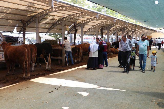 Denizli'de, bayram öncesi kurban pazarı hareketlendi