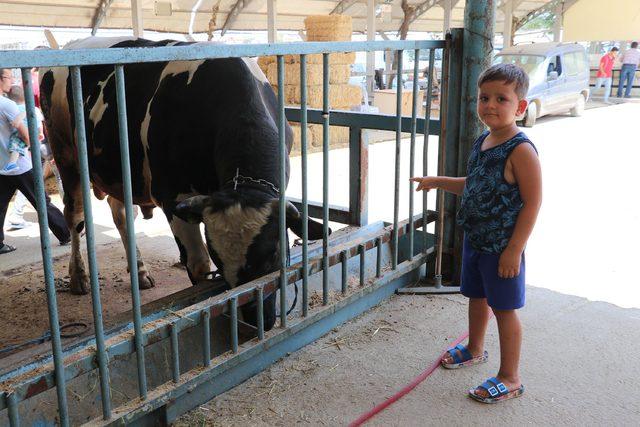 Denizli'de, bayram öncesi kurban pazarı hareketlendi