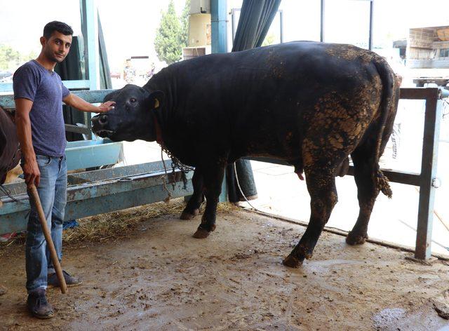 Denizli'de, bayram öncesi kurban pazarı hareketlendi