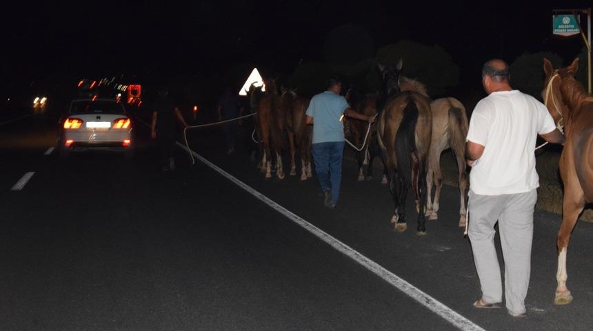 Malatya'da çiftlikten kaçan 50 yarış atı trafiği birbirine kattı!