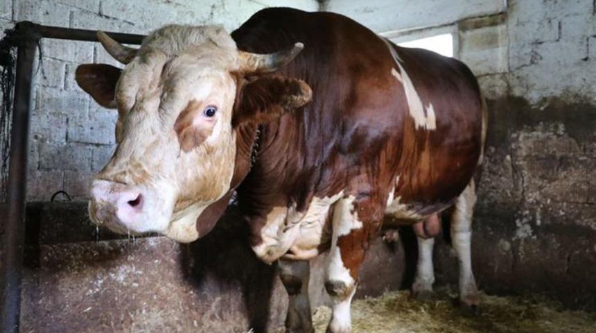 1,6 tonluk 'Kocaman' alıcısını bekliyor! Değeri dudak uçuklattı!