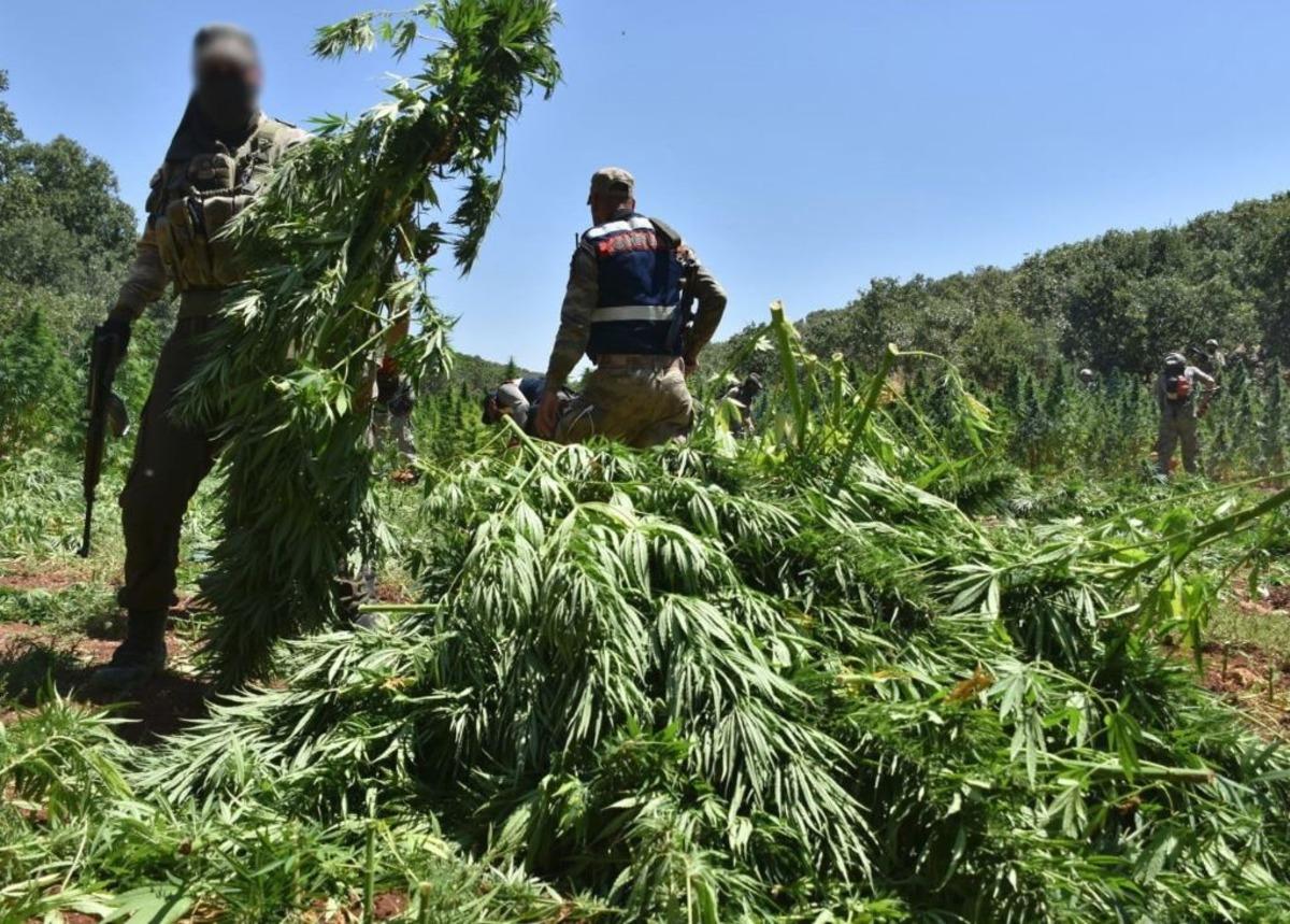 Diyarbakır'da ter&ouml;re b&uuml;y&uuml;k darbe! Bu yıl 15 milyon Hint keneviri ele ge&ccedil;irildi