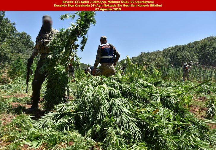 Diyarbakır'da teröre büyük darbe! Bu yıl 15 milyon Hint keneviri ele geçirildi G1