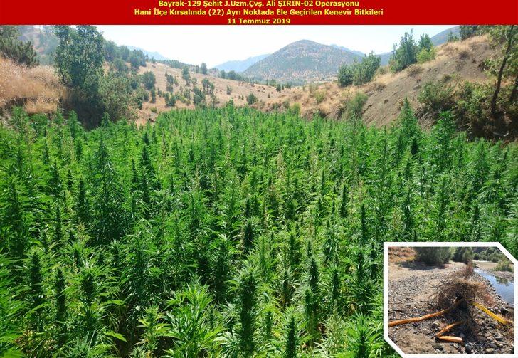 Diyarbakır'da teröre büyük darbe! Bu yıl 15 milyon Hint keneviri ele geçirildi G3