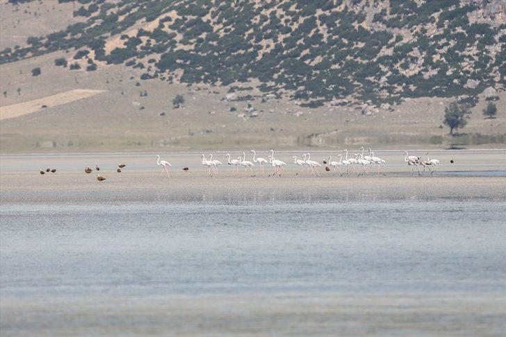 Flamingoların vazgeçilmez durağı Yarışlı Gölü doğaseverlerin gözdesi G1