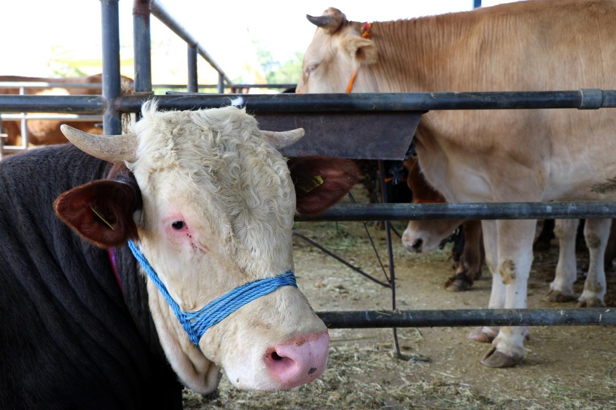 Kurban Bayramı'na sayılı g&uuml;nler kala hayvan pazarında durgunluk yaşanıyor
