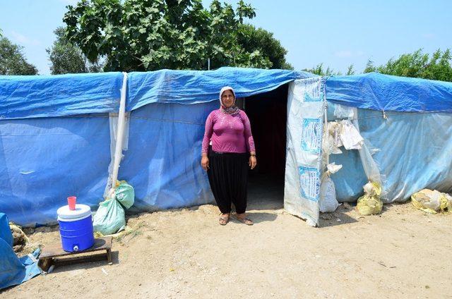 Tarım işçisi Elif Sude okumak istiyor