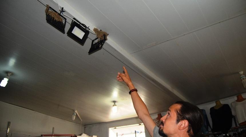 Kırlangı&ccedil;lar giyim mağazasına yuva yaptı