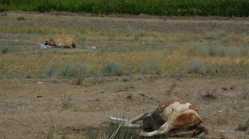Iğdır&rsquo;da b&uuml;y&uuml;kbaş hayvanlar zehirlenerek telef oldu